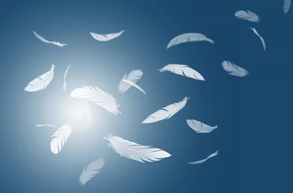 Анотація Пір Білих Птахів Літають Небо Пір Плаває Небесах — стокове фото