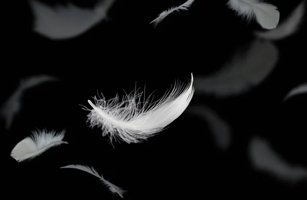 摘要白鸟羽毛在黑暗中坠落 在黑色背景上飘扬的白色羽毛 — 图库照片