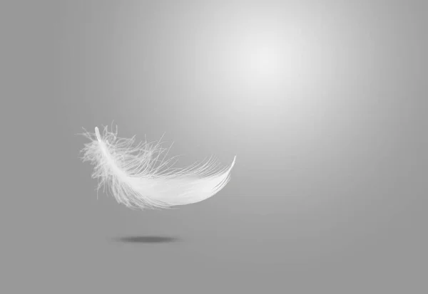 Abstrakte Einzelne Weiße Vogelfedern Fallen Die Luft Freiheit Federweiche Schwebende — Stockfoto
