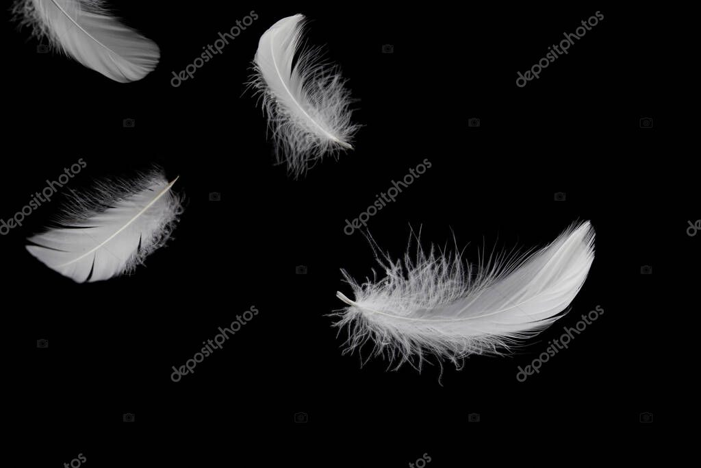 Abstract White Bird Feathers Falling in The Air. Feathers Floating on Black Background