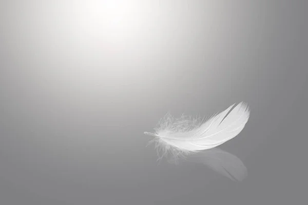 Абстрактная Белая Птица Падающая Отблеском Лебединое Перо Сером Фоне — стоковое фото