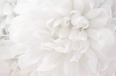 Doku Arkaplanı için Beyaz Dahlia Çiçekleri 'nden Macro.