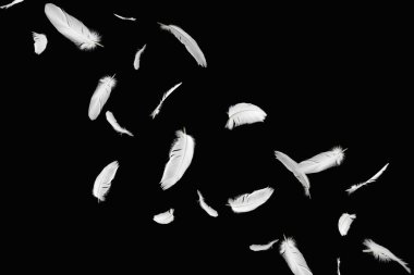 Soyut Beyaz Kuş Tüyleri Havaya Düşüyor. Kara Arkaplanda Yüzen Tüyler