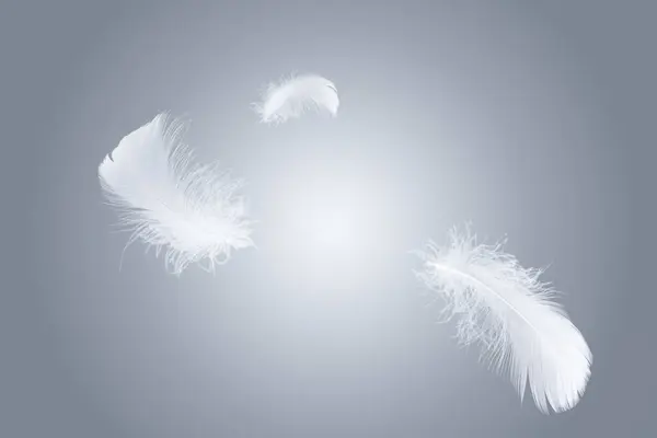 Abstract White Bird Feathers Floating in The Sky. Freedom, Feather Softness, Falling White Feathers.