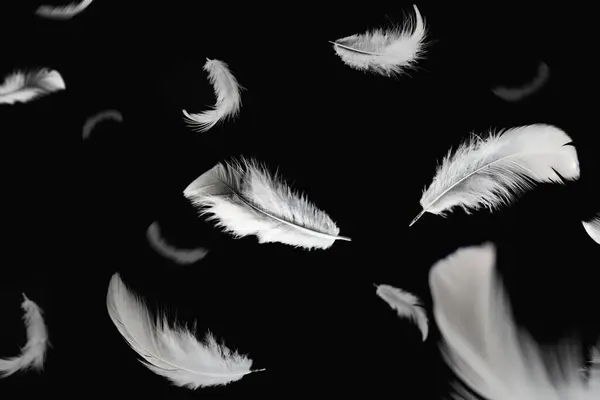 Plumas volando hotsell