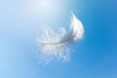 Soyut Beyaz Kuş Tüyü Gökyüzünde Yüzüyor. Tüylerin Yumuşaklığı Cennete düşüyor.