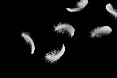 Soyut Beyaz Kuş Tüyleri havada süzülüyor. Özgürlük, Barışın sembolü. Kara Arkaplanda Düşen Tüyler.