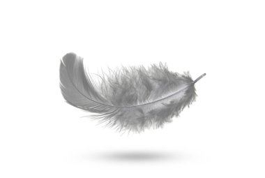 Pofuduk Kara Tüy Havaya Düşüyor. Özgürlük, Barışın sembolü. Beyaz Arkaplanda Yüzen Soyut, Tüy.