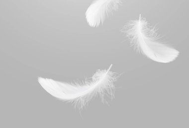 Soyut Beyaz Kuş Tüyleri Havaya Düşüyor. Özgürce süzül, Peace. Yüzen Tüylerin Yumuşaklığı. Gri Arkaplanda Tüy.