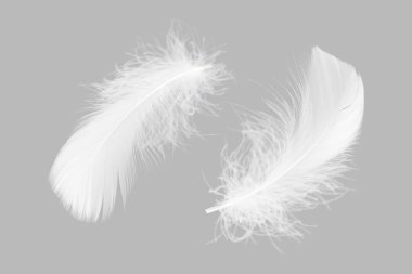 Gri Arkaplanda Yumuşak Tüyler. Yumuşak Downy. Özgürlük, özgürce yüzmek, huzur. Tüylerin Yumuşaklığı Cennette yüzüyor.