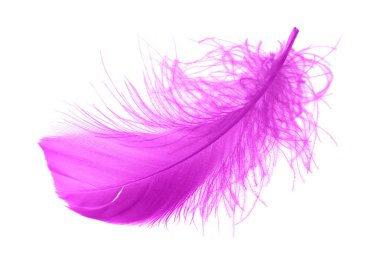 Beyaz Arkaplanda Yumuşak Mor Kuş Tüyleri İzole Edildi. Yumuşak Downy. Tüylerin yumuşaklığı havada süzülüyor.