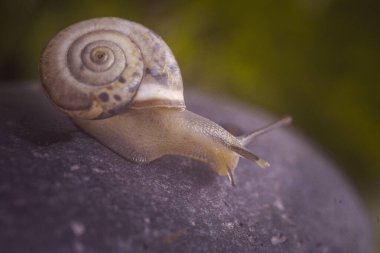 Bulanık bir arkaplanda taştaki salyangoz.