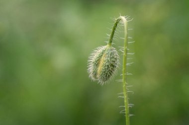  Yeşil odaksız arkaplanda haşhaş tomurcuğu. 