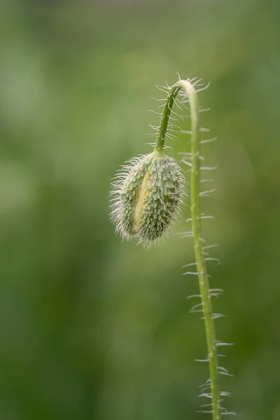 stock image  Poppy bud on a green de-focused background. 