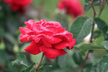 Yumuşak yeşil arka planda güzel bir gül.