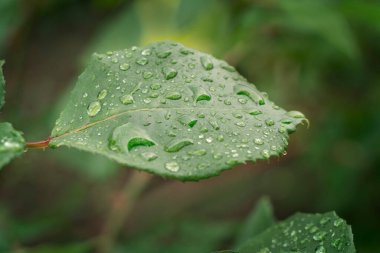 su üzerinde yeşil bir yaprak yağmur sonra düşer..