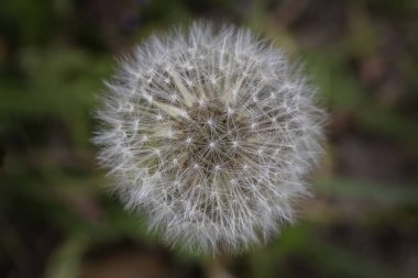 Doğada çok güzel bir karahindiba var. Seçici odak