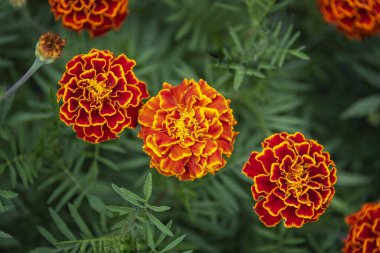 Yeşil arka planda turuncu çiçekler. Yaklaş, seçici odaklan