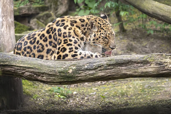 Leopardo Giace Albero Vista Vicino Sfondo Verde — Foto Stock