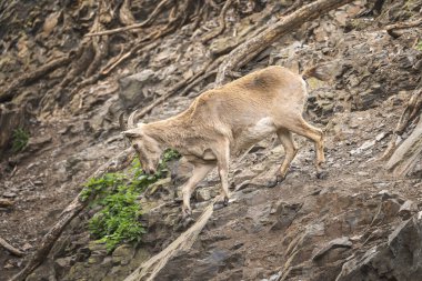 Vahşi keçinin yakın portresi. Taşlı arkaplan.