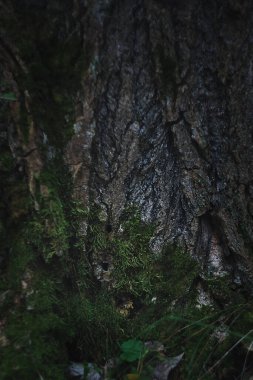 Koyu Ağaç Kabuğu, Yosun, Seçici Odaklanma ve Gürültü, koyu renk fotoğraf