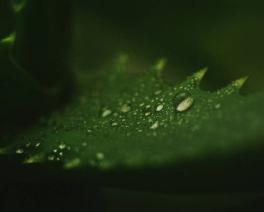 Koyu yeşil aloe yapraklarının makro görüntüsü, yüzeyde su damlacıkları, ilave cilt dokusu etkisi..