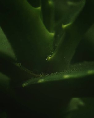 Koyu yeşil aloe yapraklarının makro görüntüsü, yüzeyde su damlacıkları, ilave cilt dokusu etkisi..