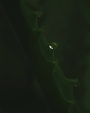 Koyu yeşil aloe yapraklarının makro görüntüsü, yüzeyde su damlacıkları, ilave cilt dokusu etkisi..