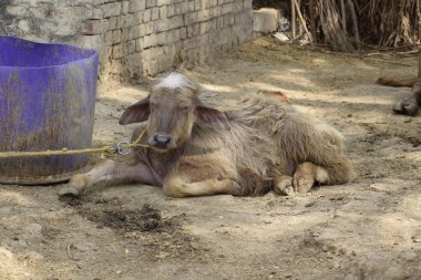 Kırsal bir köy ortamında plastik bir konteynırın yanında dinlenen genç bir sığır yavrusu. Sahne tarımsal yaşamı ve geleneksel hayvan bakımını yansıtıyor.