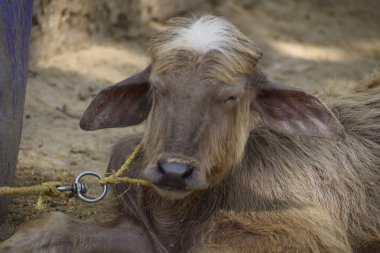 Kırsal bir köy ortamında iple bağlanmış yerde dinlenen genç bir bufalo yavrusu. Sahne, tarımsal yaşamı ve geleneksel hayvan bakımını yansıtıyor. 15-Nisan-2021, Ghatampur, Hindistan