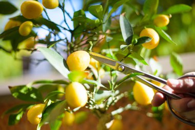 Erkek eli makasla, baharda bonsai buduyor..