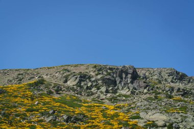 Arka planda mavi gökyüzü olan bir dağ. Dağda sarı çiçekler var. Dağ yeşil çimlerle kaplıdır.
