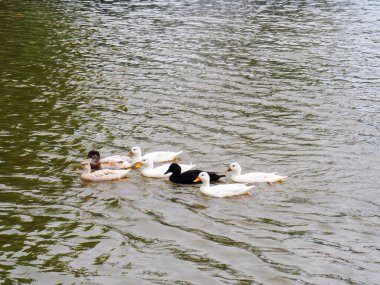 A school of ducks swimming in the water clipart