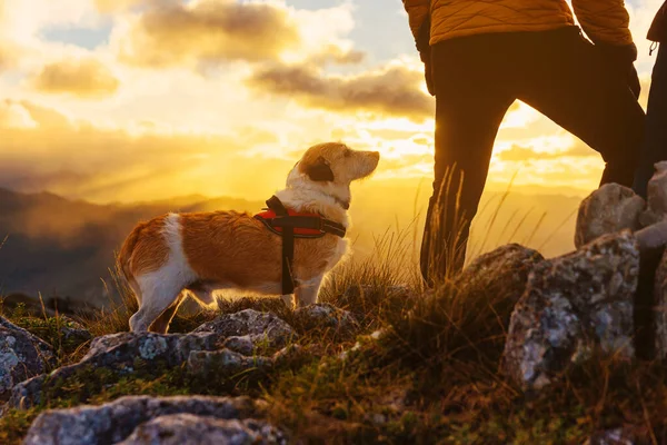adopted dog without breed accompanying a hiker during a mountain route at sunset. travel with pet