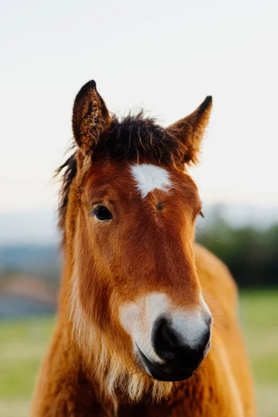 田里的年轻的棕色和白色的马的肖像 农场动物 马儿马的头 — 图库照片