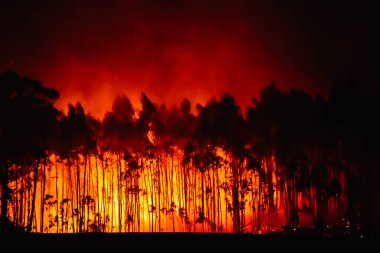 Orman yangını. Yanan orman. Yanan okaliptüs ağaçlarının siluetleri. Yangın önleme konsepti. Doğaya saldırı