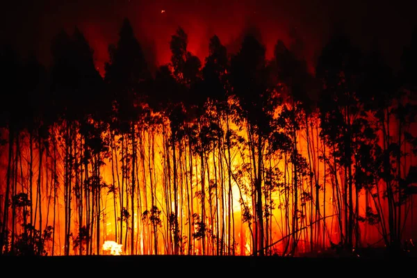 Skovbrand Brændende Skov Silhuetter Brændende Eukalyptustræer Brandforebyggelseskoncept Angreb Naturen - Stock-foto
