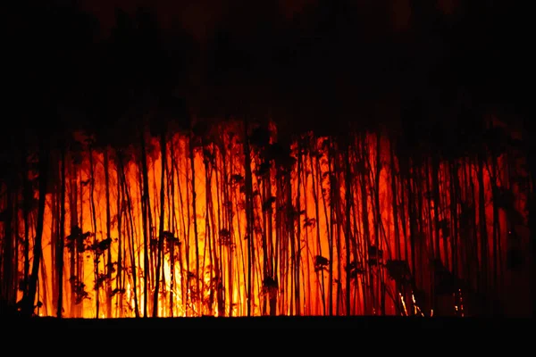 Waldbrand Brennender Wald Silhouetten Brennender Eukalyptusbäume Brandschutzkonzept Angriff Auf Die — Stockfoto