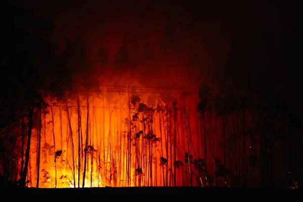 Лесной Огонь Горящий Лес Силуэты Горящих Эвкалиптовых Деревьев Противопожарная Концепция — стоковое фото