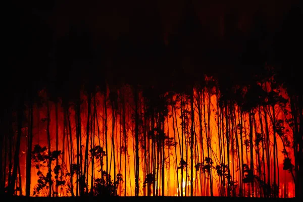 Bosbrand Brandend Bos Silhouetten Van Brandende Eucalyptusbomen Brandpreventie Aanval Natuur — Stockfoto