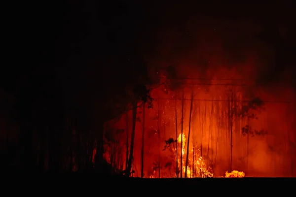 Πυρκαγιά Φλεγόμενο Δάσος Σιλουέτες Φλεγόμενων Ευκαλύπτων Έννοια Της Πρόληψης Πυρκαγιάς — Φωτογραφία Αρχείου