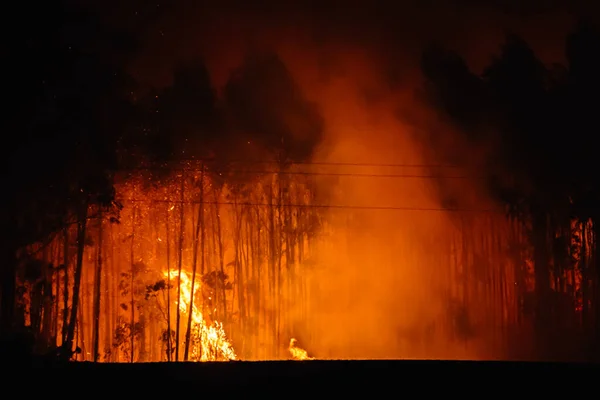 Incendio Forestale Foresta Fiamme Silhouette Alberi Eucalipto Fiamme Concetto Prevenzione — Foto Stock