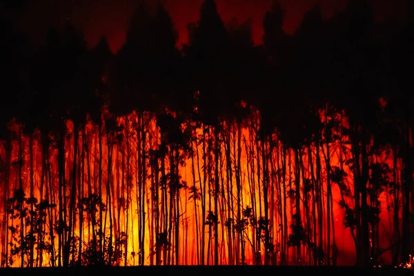 Forest Fire Burning Forest Silhouettes Burning Eucalyptus Trees Fire Prevention — Stock Photo, Image