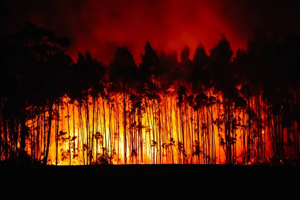 Лісова Пожежа Палаючий Ліс Силуети Палаючих Евкаліптових Дерев Концепція Запобігання Стокова Картинка
