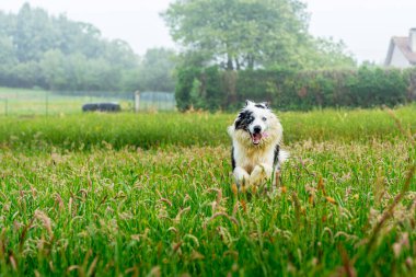 Mavi gözlü mavi atlı çoban köpeği kırsalda mutlu bir şekilde koşuyor. Mutlu köpek yürüyüşe çıkıp koşuyor. Evcil hayvanlar ve evcil hayvanlar.