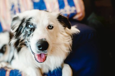 Mutlu bir Border Collie Dog 'un portresi (Mavi merle) mavi gözlü ve evdeki koltukta ağzı açık. hayvanlar ve evcil hayvanlar.