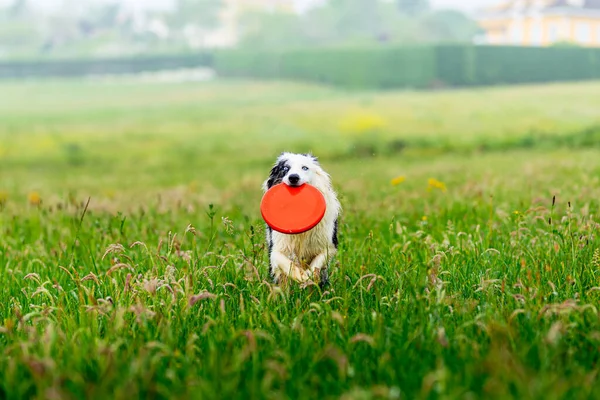 Modrý Merle Border Kolie Pes Modrýma Očima Běží Šťastně Poli — Stock fotografie