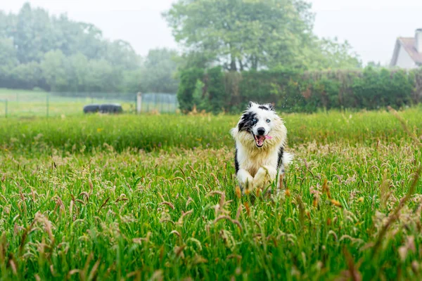 Modrý Merle Border Kolie Pes Modrýma Očima Běží Šťastně Venkově — Stock fotografie