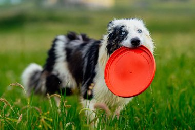 Mavi gözlü mavi atlı çoban köpeği sahada mutlu bir şekilde koşturup frisby oynuyor. Mutlu köpek yürüyüşe çıkıp koşuyor. Evcil hayvanlar ve evcil hayvanlar.