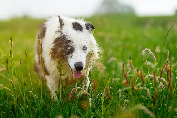 Portrét Šťastného Hraničního Kolie Plemene Pes Modrýma Očima Kráčející Hřišti — Stock fotografie